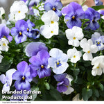Thompson & Morgan Viola 'ocean Blues' Pre Planted Basket 2 X 20cm (8in)