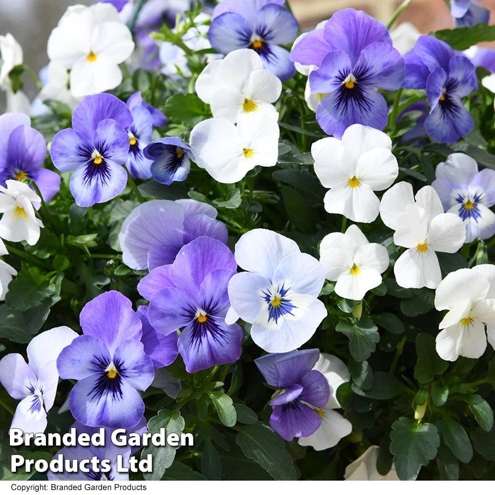 Thompson & Morgan Viola 'ocean Blues' Pre Planted Basket 2 X 20cm (8in)