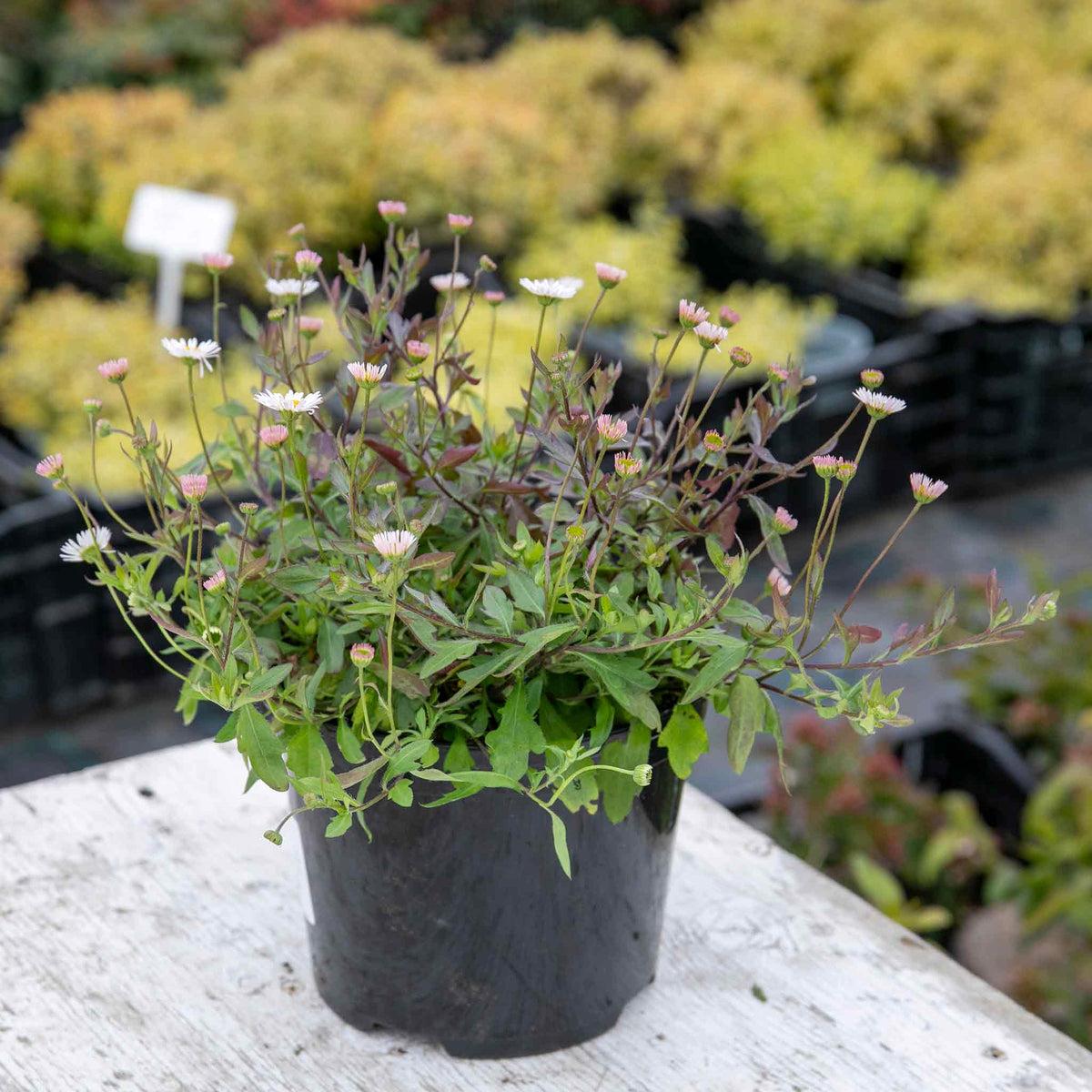 Erigeron Karvinskianus 'stallone' Profusion Groundcover | Set of 1