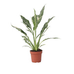 Peace Lilly - Spathiphyllum 'diamond' - Height 40-50cm - ⌀12cm | Set of 1 | Green