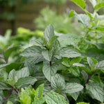 Mint 'peppermint' Plant | 3 x Plug Plants | Green