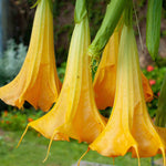 Hayloft Brugmansia Yellow - Angels Trumpet - 1 x 9cm Pot