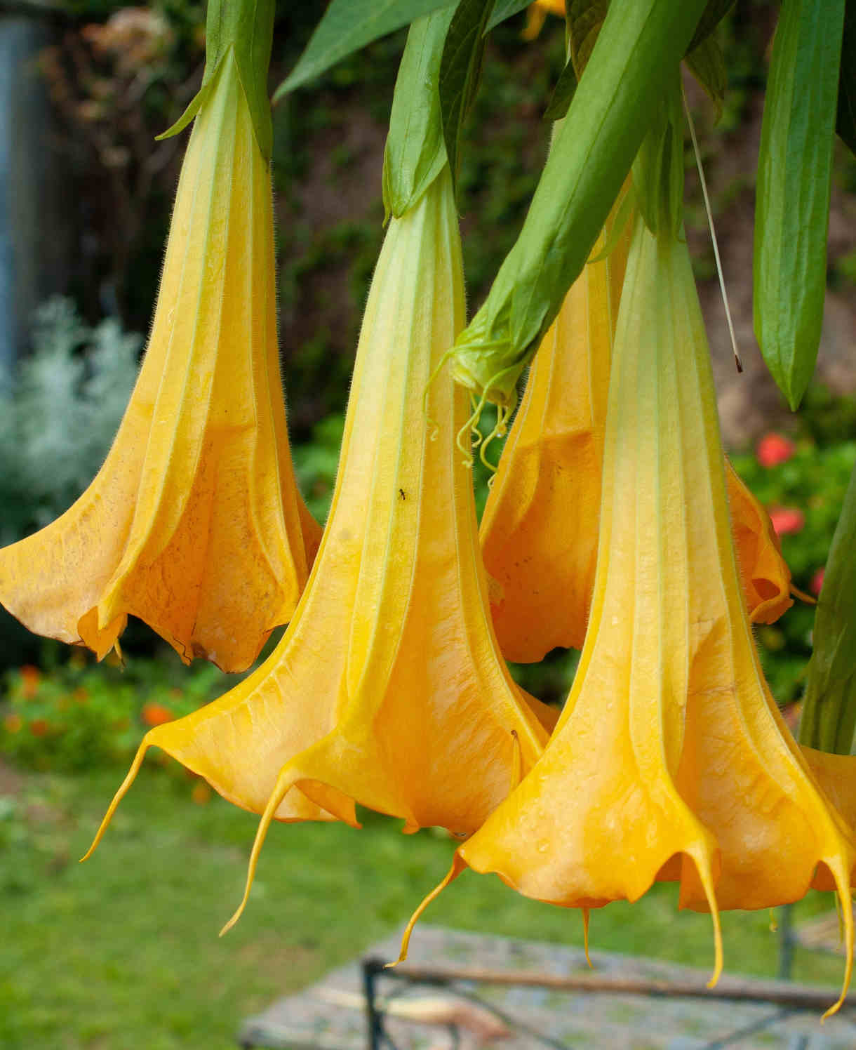 Hayloft Brugmansia Yellow - Angels Trumpet - 1 x 9cm Pot