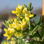 Coronilla 'glauca Citrina' - Evergreen Shrub With Scented Pale Lemon Flowers | 1 x 9cm