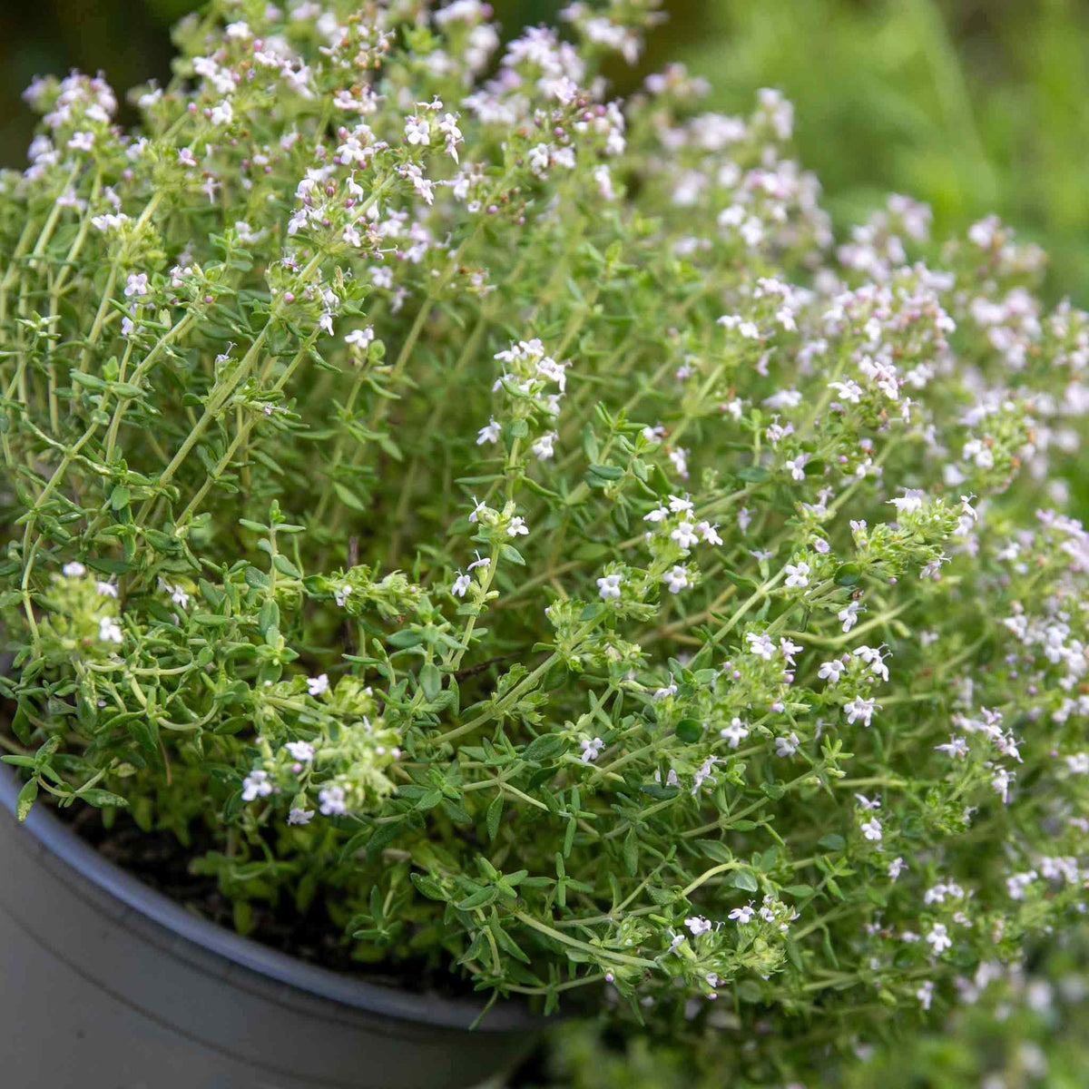 Common Thyme Plant | 6 x Plug Plants