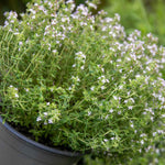 Common Thyme Plant | Set of 1