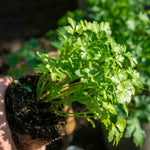 Coriander Plant Large Potted 35cm | 6 x Plug Plants | Green