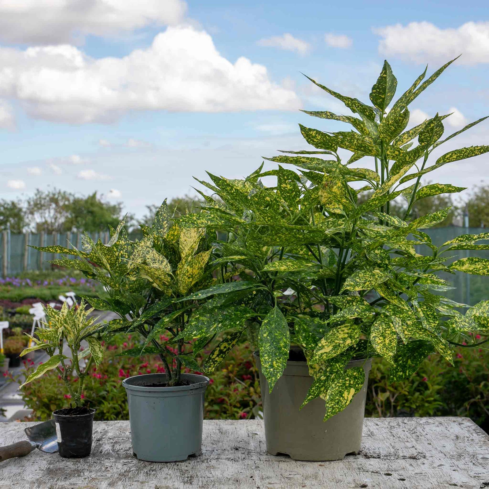 Aucuba Japonica 'golden Girl' Compact Shade-tolerant Evergreen Plant | 3 x 9cm | Lime Green