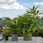 Aucuba Japonica 'golden Girl' Compact Shade-tolerant Evergreen Plant | 2.5l | Lime Green