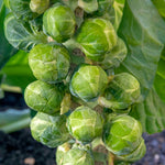 Clubroot-resistant Brassica Collection - 4 Varieties | 32 x Pro Grower Plugs | Multi
