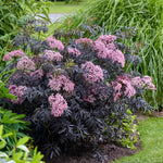 Sambucus 'cherry Lace' Compact Maroon-foliaged Shrub | 1 x 9cm | Pink