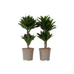Dragon Tree - 2 Pcs. - Dracaena Surculosa - Height 50-65cm - ⌀17cm | Set of 2 | Green