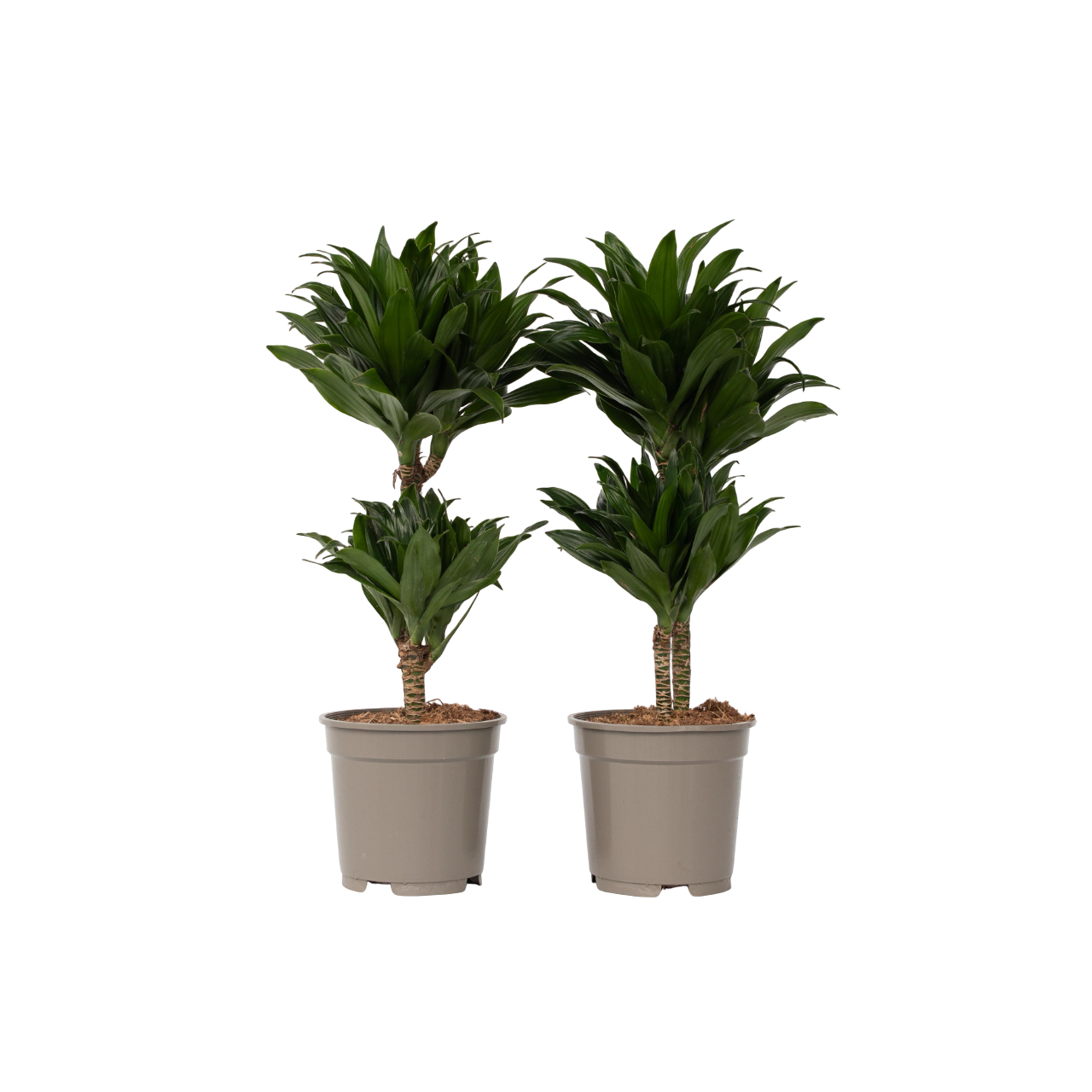 Dragon Tree - 2 Pcs. - Dracaena Surculosa - Height 50-65cm - ⌀17cm | Set of 2 | Green