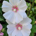 The 'luscious Lavatera Marshmallow Collection' - 9cm pots | 6 x 9cm | Pink & White