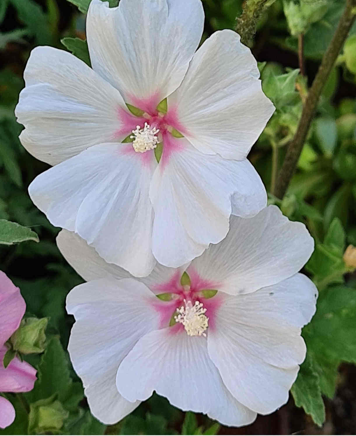 The 'luscious Lavatera Marshmallow Collection' - 9cm pots | 3 x 9cm | Pink & White
