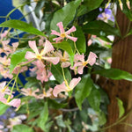 Hayloft Fragrance Climbing Trachelospermum Collection -star Jasmine In 9cm Pots