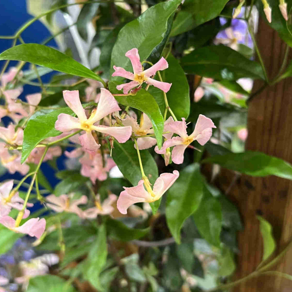 Hayloft Fragrance Climbing Trachelospermum Collection -star Jasmine In 9cm Pots