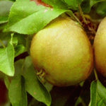 Egremont Russet Apple Fruit Tree 5ft Supplied In A 7.5 Litre Pot