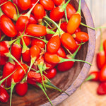 Goji Berry Plant - Hardy Perennial | 3 x 9cm | Red
