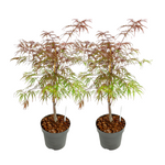 Japanese Maple - Acer Palmatum 'Garnet' - Height 60-70cm - ⌀19cm | Set of 2 | Red