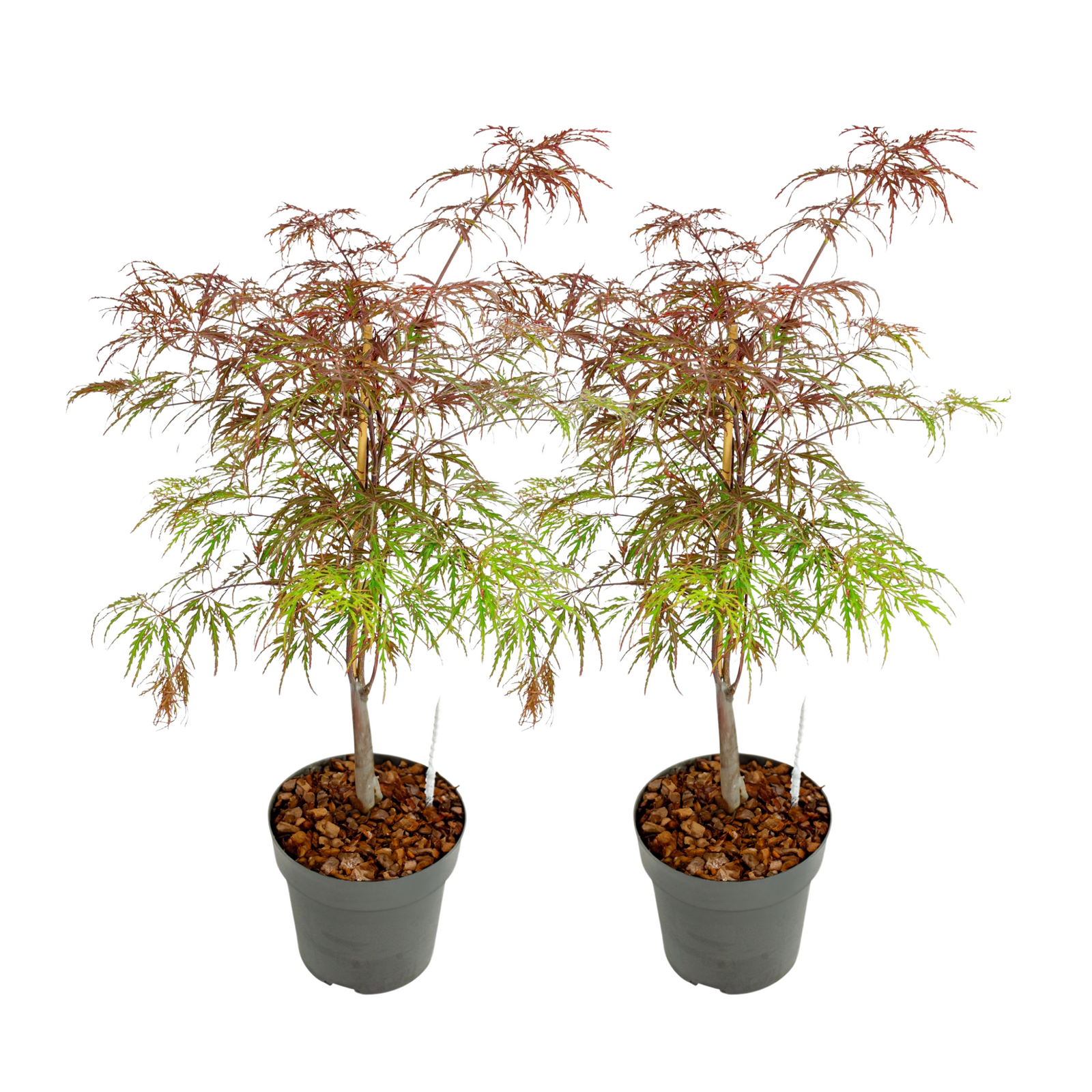 Japanese Maple - Acer Palmatum 'Garnet' - Height 60-70cm - ⌀19cm | Set of 2 | Red