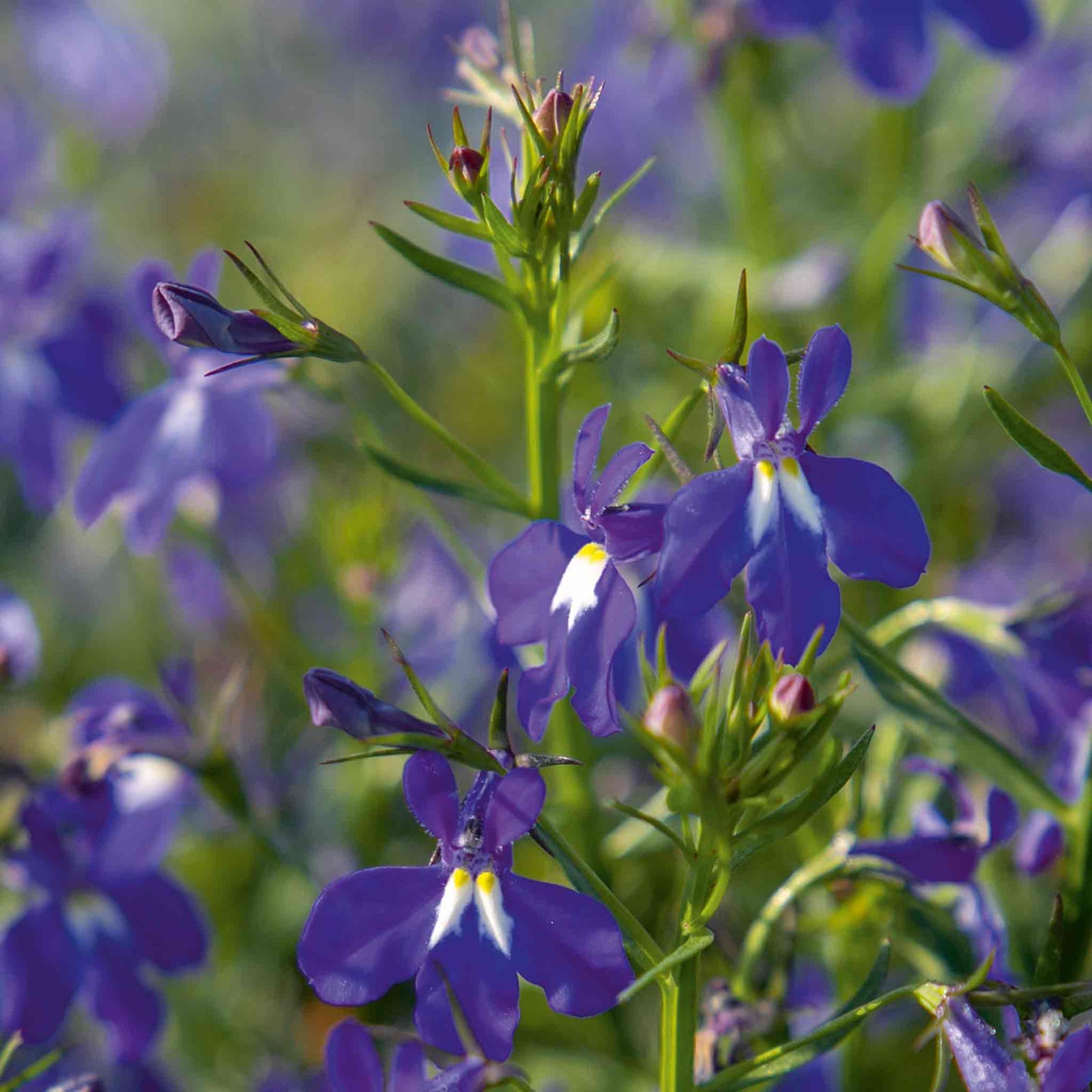 Lobelia Masterpiece Blue Seeds | 50 Seeds