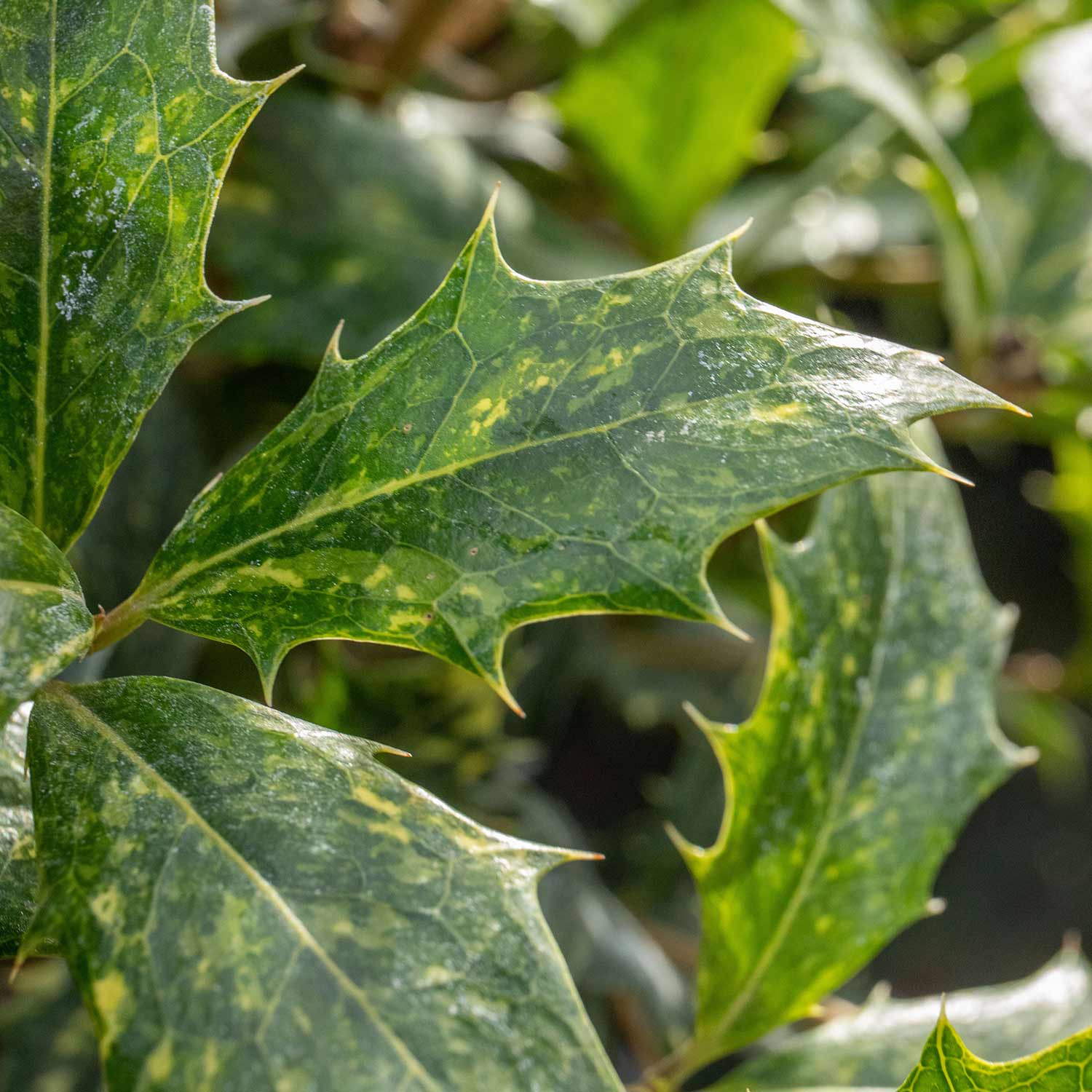 Osmanthus Heterophyllus 'goshiki' Variegated Evergreen Shrub | 1 x 3L | Multi