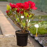 Azalea 'encore Autumn Fire' - Red Semi-evergreen Shrub, Spring & Autumn Blooms | 3 x 9cm | Red