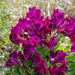 Alstroemeria 'inticancha Paraiso' Deep Purple Compact Perennial 75cm | 3 x Jumbo Plugs | Purple