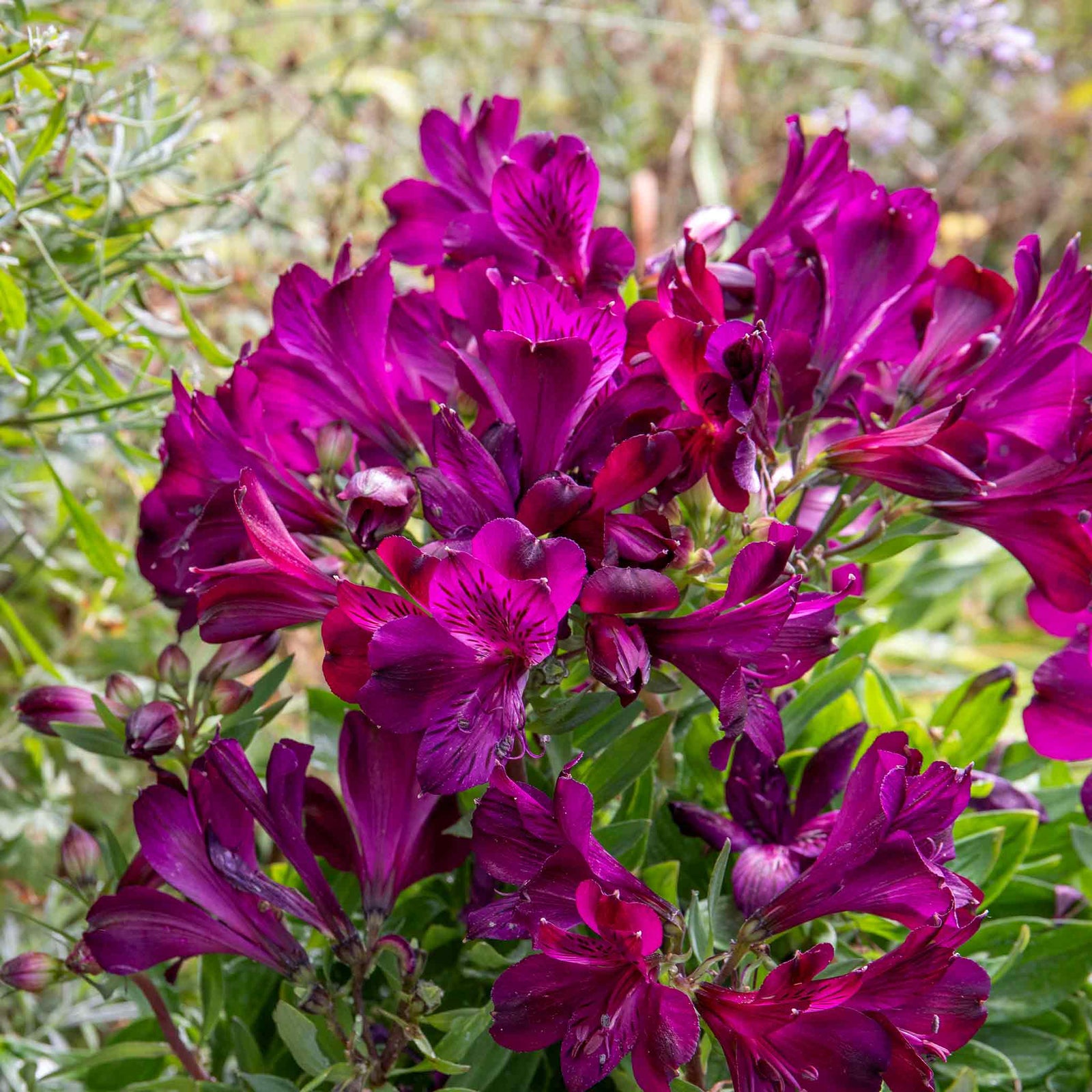 Alstroemeria 'inticancha Paraiso' Deep Purple Compact Perennial 75cm | 6 x Jumbo Plugs | Purple
