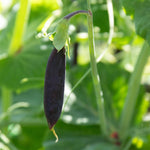 Sugar Snap Pea 'purple Magnolia' Plug Plant - Purple-podded, Crunchy Sweet Pods | Set of 12