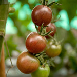Tomato Chocolate Cherry Seeds | 10 Seeds