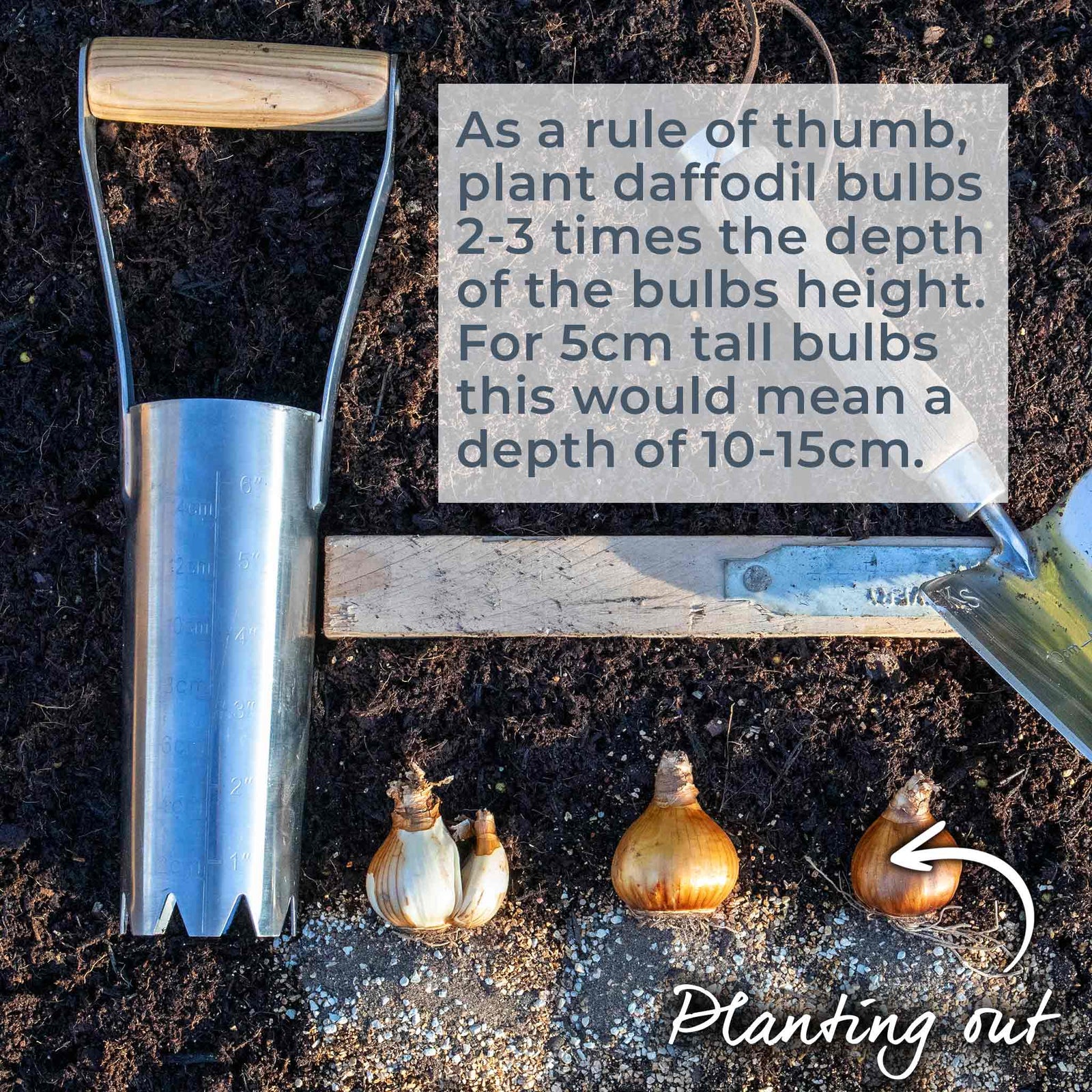 Daffodil 'february Gold' | 10 x Bulbs | Yellow