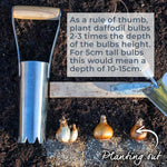 Dwarf Daffodil Mix | 25 x Bulbs | Multi