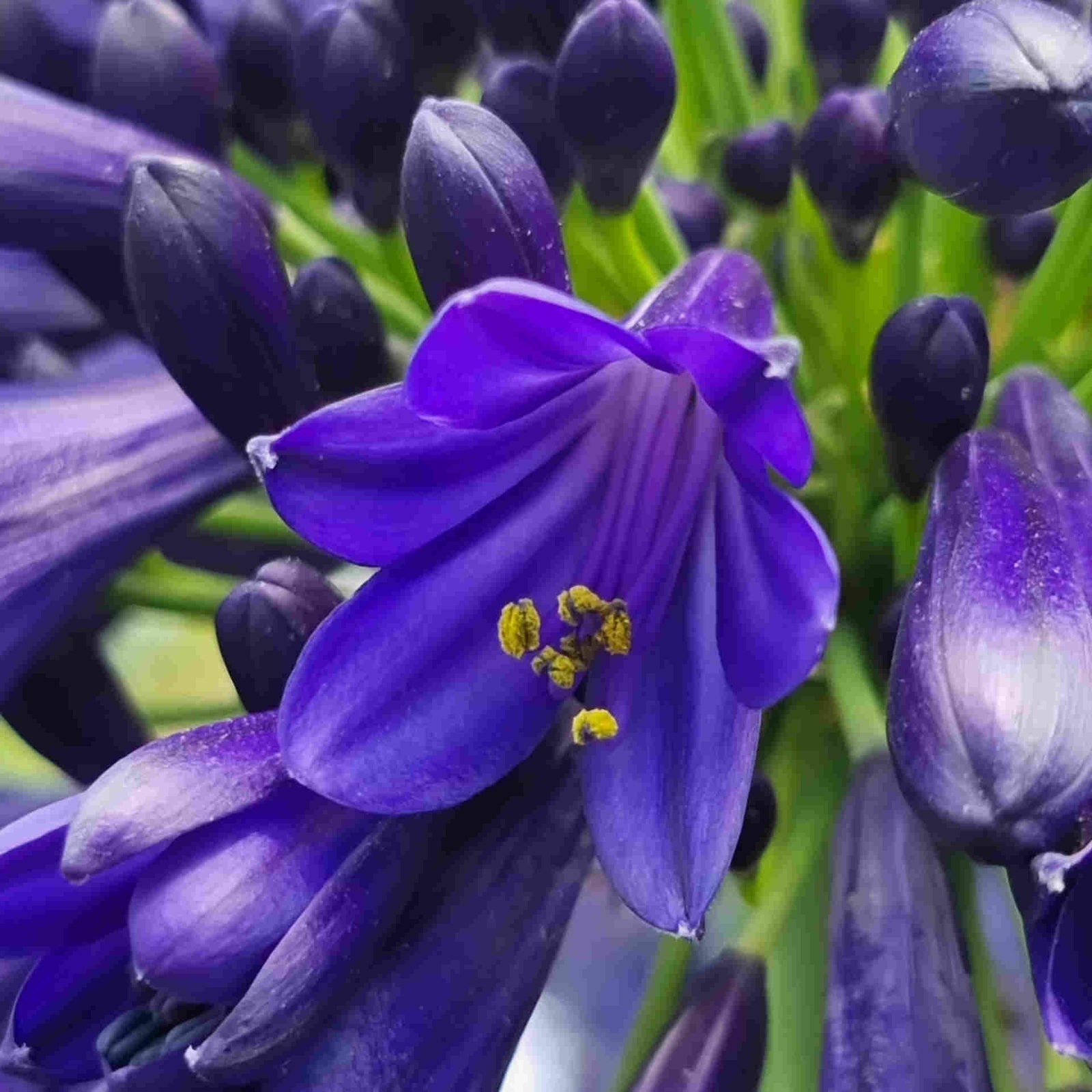 Agapanthus Duo - 9cm pots | Set-of-2 | Purple