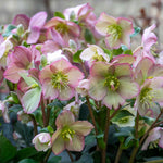 Helleborus 'ice N Roses Rose' Winter-flowering Shade Perennial | 3 x Jumbo Plugs | Multi