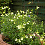 Salvia X Jamensis 'lemon Light' - 9cm Pot | 3 x 9cm | Yellow