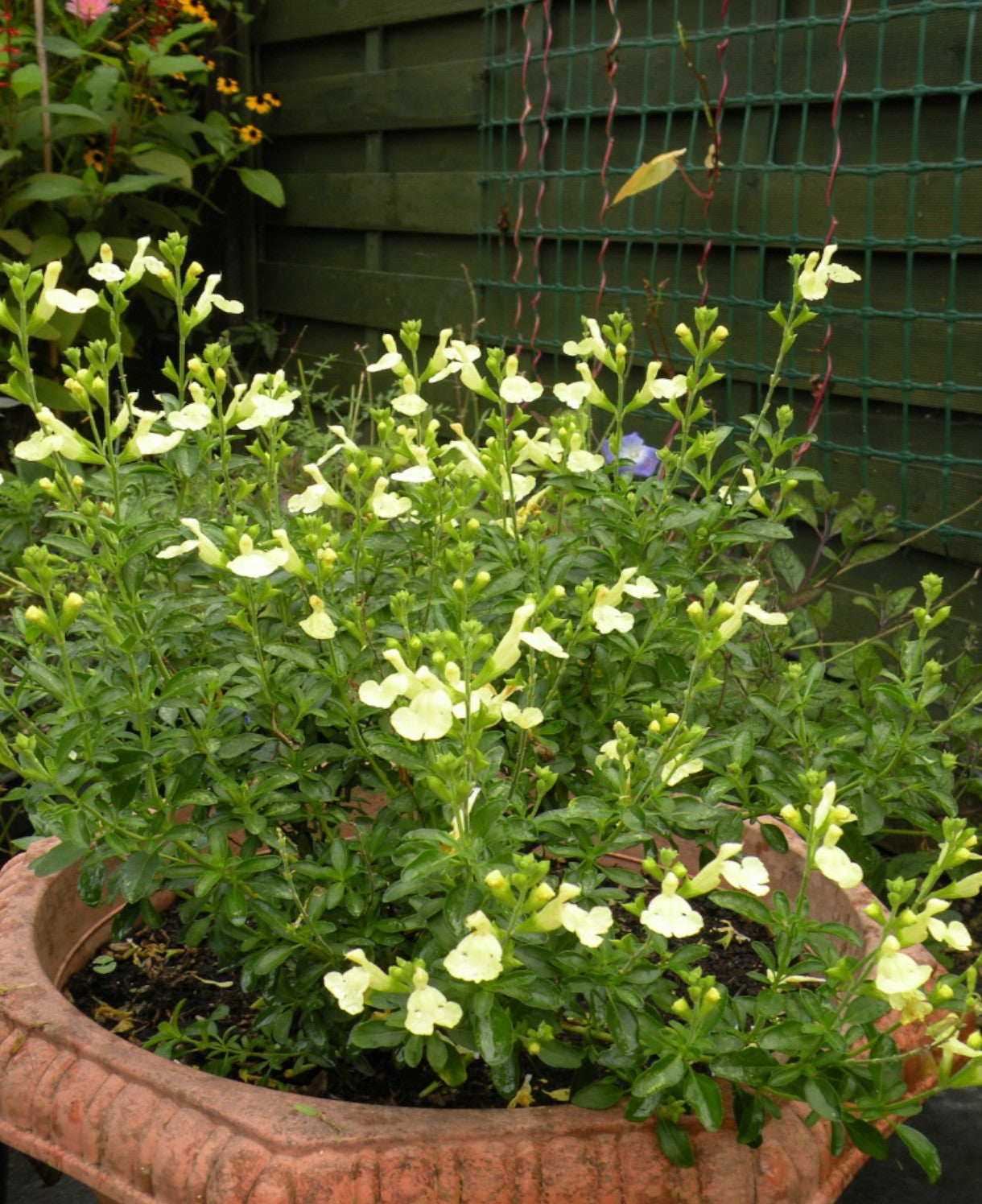 Salvia X Jamensis 'lemon Light' - 9cm Pot | 3 x 9cm | Yellow