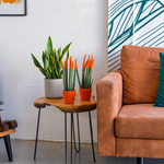 Snake Plant Velvet Touch - Sansevieria Cylindrica - Height 20-40cm - ⌀9cm | Orange