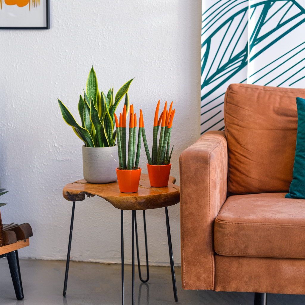 Snake Plant Velvet Touch - Sansevieria Cylindrica - Height 20-40cm - ⌀9cm | Orange