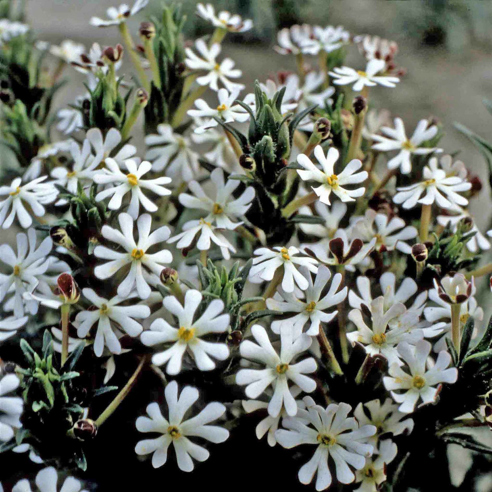 Phlox Midnight Candy Fragrant Annual For Pots & Borders Seeds | 225 Seeds