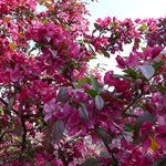 Malus Neville Copeman 6ft Tall Supplied In A 12 Litre Pot