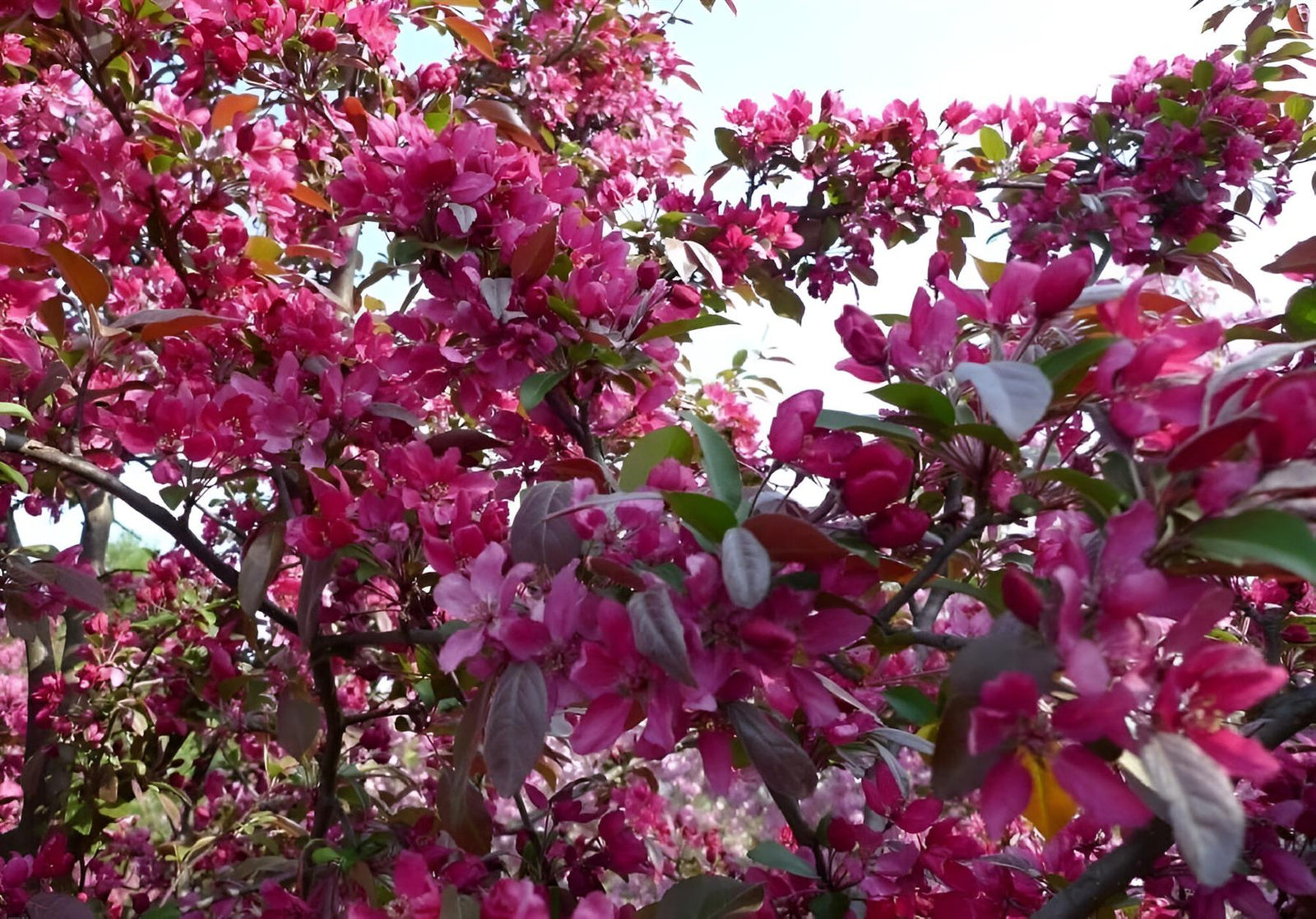 Malus Neville Copeman 6ft Tall Supplied In A 12 Litre Pot