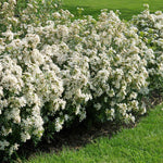 Choisya 'white Dazzler' Evergreen Shrub | 1 x 2L | Green & White