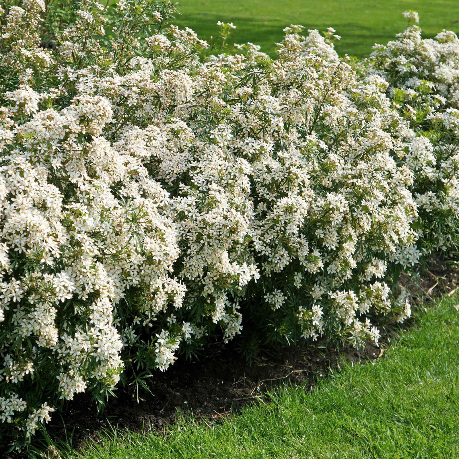 Choisya 'white Dazzler' Evergreen Shrub | 1 x 9cm | Green & White