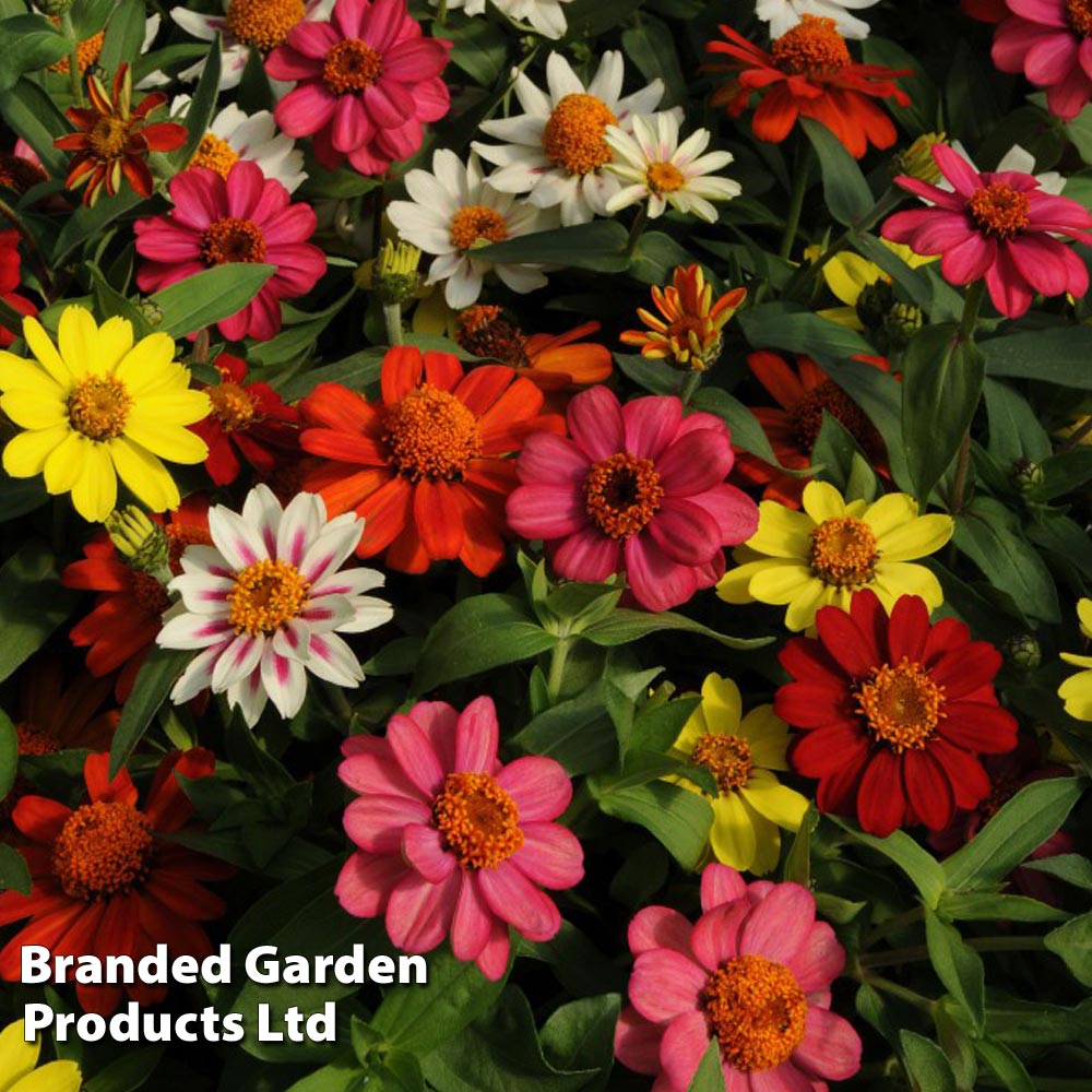 Thompson & Morgan Garden Ready Zinnia Zahara Single Mixed Flower Plants Garden Ready Plants