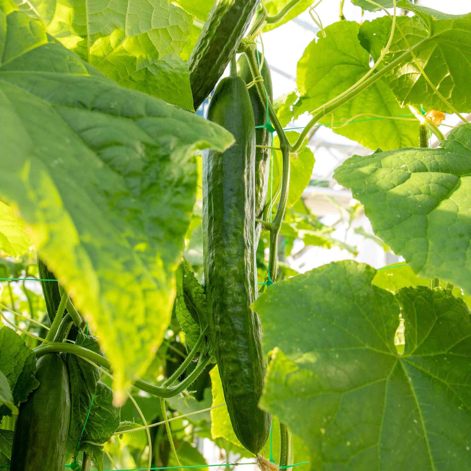 Cucumber 'telegraph' — Heavy-cropping Salad Cucumber, 120 Cm | 6 x Jumbo Plugs | Green