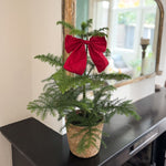 Norfolk Island Pine - Araucaria Heterophylla - Height 45-55cm - ⌀14cm | Set of 1 | Green