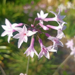 Tulbaghia Hybrida Ashanti - Society Garlic Set Of 3 In 9cm Pots