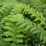 Dicksonia Antarctica Tree Fern | 3 x 9cm